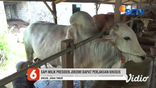 VIDEO: Jokowi Pesan Sapi Peranakan Ongole dari Peternak di Gresik