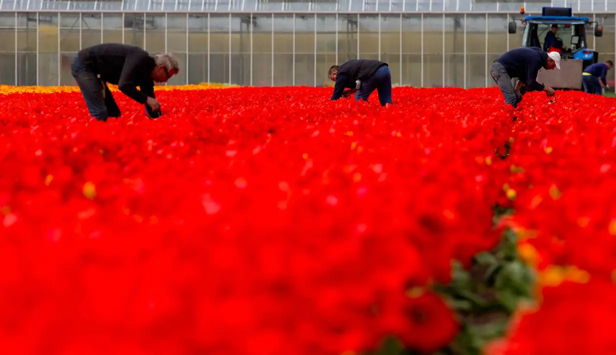 Pekerja mengambil bunga tulip di sebuah ladang dekat Lisse, Belanda tengah barat, (17/4). Menurut bank Belanda, negara ini terus menjadi pemain terbesar dengan 52 persen berbagi dalam ekspor global bunga dan tanaman. (AP Photo/Peter Dejong)