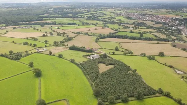 Mengenang Sang Istri dengan Cara Unik, Pria Ini Tanam Ribuan Pohon untuk Membentuk Tanda Hati