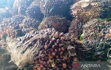 Investasi Pertanian Kaltim Capai Rp8,97 Triliun, Sektor Pangan dan Perkebunan Jadi Andalan