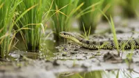 Cara Membedakan Ular Bandotan dan Ular Sawah, Kenali Ciri-cirinya agar Tidak Salah