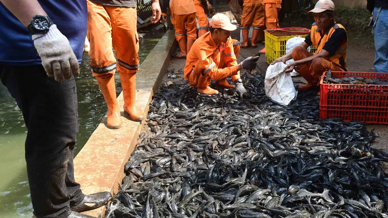 Petugas Sudin Ketahanan Pangan, Kelautan dan Pertanian Jakarta Selatan menangkap ikan sapu-sapu di kawasan Setu Babakan