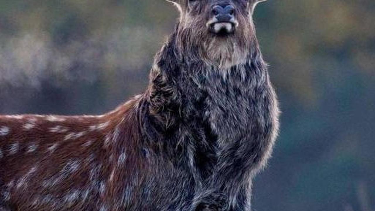 8. Rusa Bagal<br>