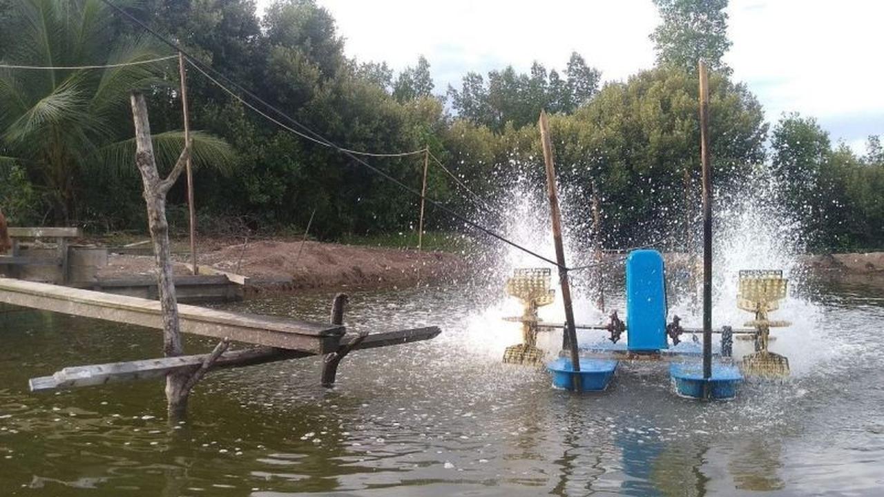 Waspada! BMKG Peringatkan Pasang Laut Kaltim Berpotensi Rendam Tambak & Picu Banjir Rob