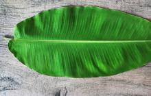Daun Pisang Segar Lebih Lama, Simak Triknya di Sini