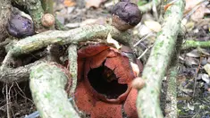 Bunga Rafflesia Padma yang mekar terlihat di Kebun Raya Bogor, Kamis (8/9). Bunga padma yang merupakan endemik di kawasan Pesisiir Selatan Jawa Barat ini mekar 3 tahun lalu dan merupakan tanaman unggulan di Kebun Raya Bogor. (Merdeka.com/Arie Basuki)