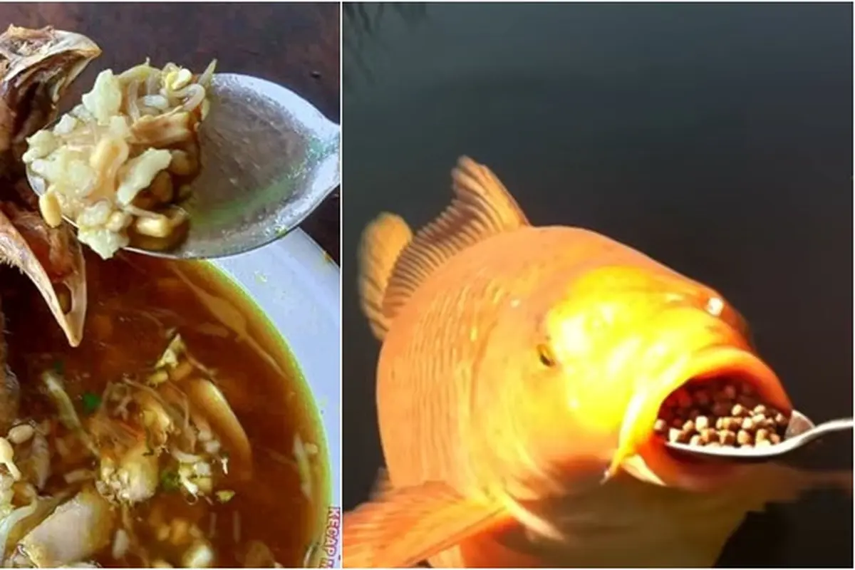 6 Kelakuan Nyeleneh Orang Suapi Makan Hewan Ini Bikin Geleng Kepala