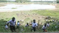 Personel TNI AL memotong rumput di sungai Citarum di Desa Warung Pulus, Bandung Barat, Jawa Barat, Minggu (17/12). Memperingati HUT TNI AL ke 72, melaksanakan operasi bakti TNI AL dengan menggelar acara "Bebersih Citarum". (Liputan6.com/Herman Zakharia)