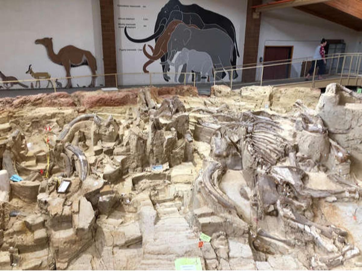 Museum Situs Mamut di Black Hills, South Dakota, Amerika Serikat.