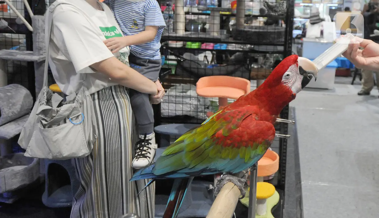 Penggiat hewan eksotis memberi makan burung macaw asal Amerika Selatan dalam acara Exotic Pet Garden di Mall Alam Sutera, Tangerang Selatan, Selasa (16/11/2021). Acara itu menghadirkan berbagai jenis hewan peliharaan baik lokal maupun impor. (merdeka.com/Arie Basuki)
