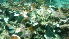 Kondisi terumbu karang di perairan Raja Ampat, Papua, Senin (13/3). Terumbu karang di perairan tersebut rusak akibat dihantam kapal pesiar Inggris, Caledonian Sky saat berlayar hingga wilayah perairan yang surut di Raja Ampat. (AFP Photo/Bakamla)