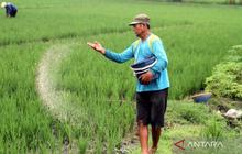 Pemerintah Pangkas Harga Pupuk Bersubsidi 20 Persen, Produktivitas Petani Meningkat
