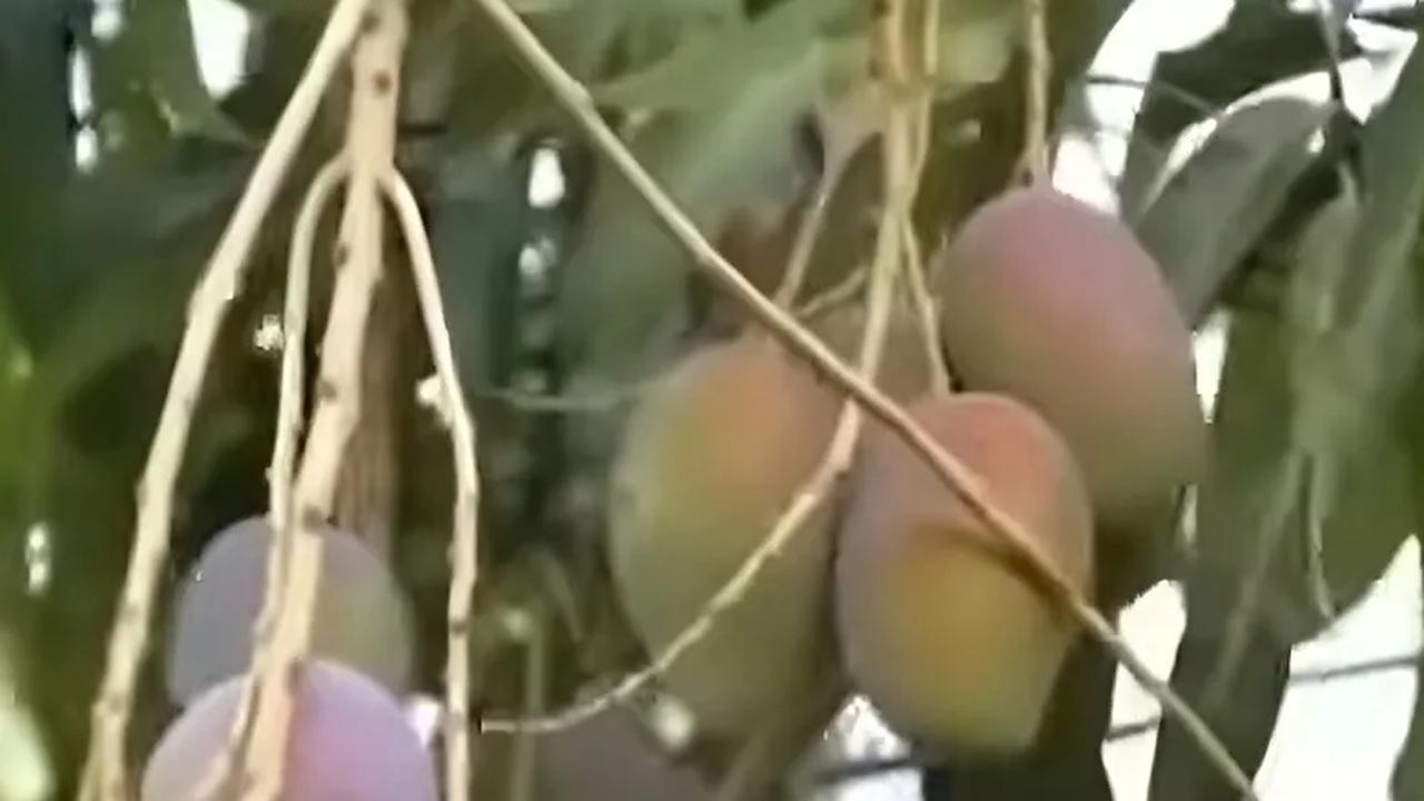Mengunjungi Hutan Mangga di Indramayu, Luasnya 200 Hektare dan Ada Pohon Purba Raksasa