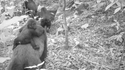Foto dari jebakan kamera menunjukkan gorila betina Cross River dewasa dengan bayi di punggungnya di Pegunungan Mbe Nigeria pada 30 Januari 2020. Hanya ada 300 ekor gorila Cross River yang diketahui hidup di alam liar dan menjadikan mereka sub-spesies yang paling terancam punah. (WCS Nigeria via AP)