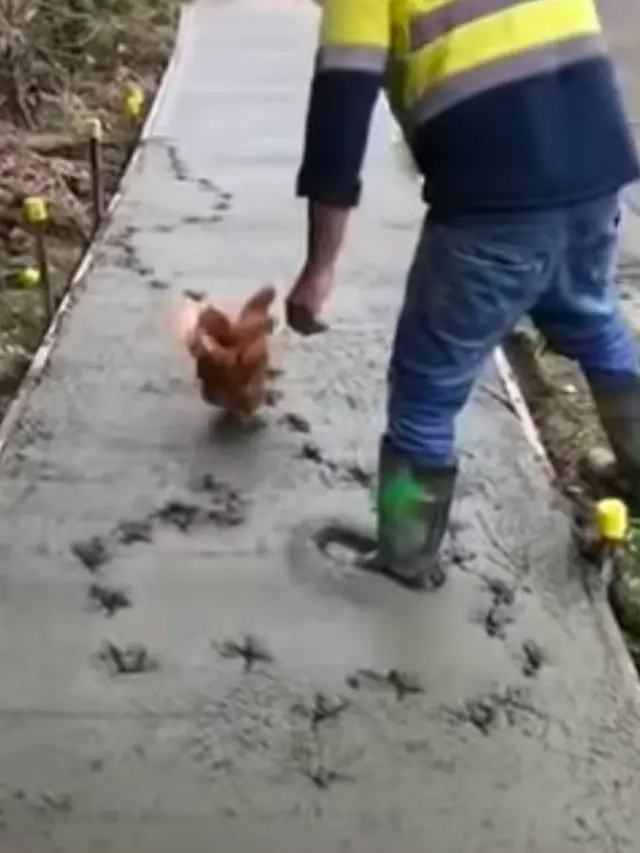 5 Potret Ayam dan Bebek Jalan di Cor Basah Ini Bikin Kuli Bangunan Geregetan