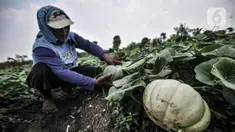Petani melakukan perawatan tanaman blewah di Kabupaten Bekasi, Jawa Barat, Kamis (15/4/2021). Sekitar 60 persen petani sayuran di Kabupaten Bekasi beralih menanam blewah karena menjadi salah satu buah yang diminati warga saat bulan Ramadhan. (merdeka.com/Iqbal S. Nugroho)