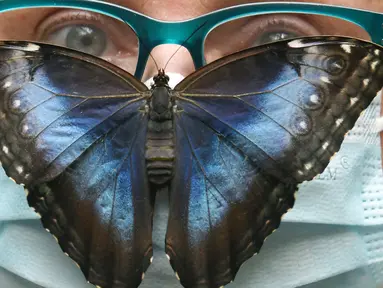 Kupu-kupu Biru (Morpho peleides) berusia beberapa jam mendarat di atas kepala seorang perempuan yang mengenakan masker di Taman Kupu-Kupu Alaris di Lutherstadt Wittenberg, Jerman pada 8 September 2020. (Waltraud Grubitzsch/dpa via AP)