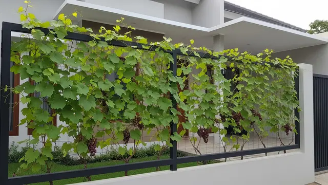 Ilustrasi Kebun Rambat Anggur