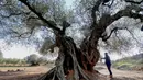  Pengunjung melihat dari dekat pohon zaitun yang dikenal dengan "Staring" yang pernah bagian dari film Olive karya sutradara Spanyol, Iciar Bollain di Uldecona, Spanyol (6/12). Uldecona terkenal dengan perkebunan zaitun yang luas. (AFP Photo/Jose Jordan)