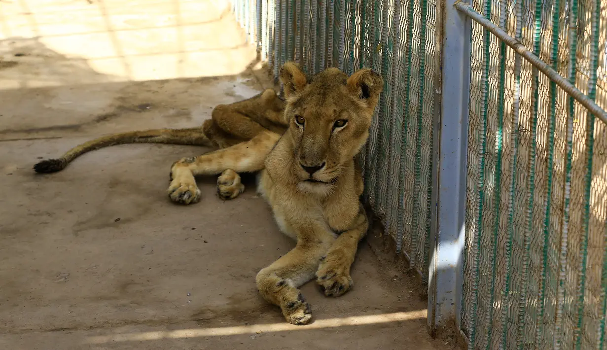 Singa betina kurang gizi duduk dalam kandang di Taman Al-Qureshi, ibu Kota Sudan di Khartoum pada 19 Januari 2020. Penduduk Khartoum, para sukarelawan dan wartawan mengunjungi taman itu untuk melihat sendiri kondisi singa-singa setelah foto-foto singa viral di media sosial. (ASHRAF SHAZLY/AFP)
