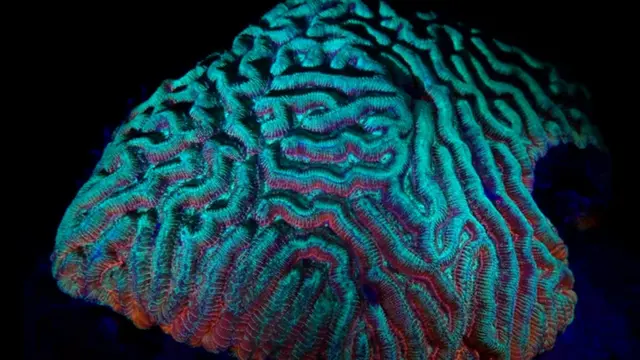 Rekaman Bawah Laut Ungkap Ketangguhan Terumbu Karang Lawan Perubahan Iklim