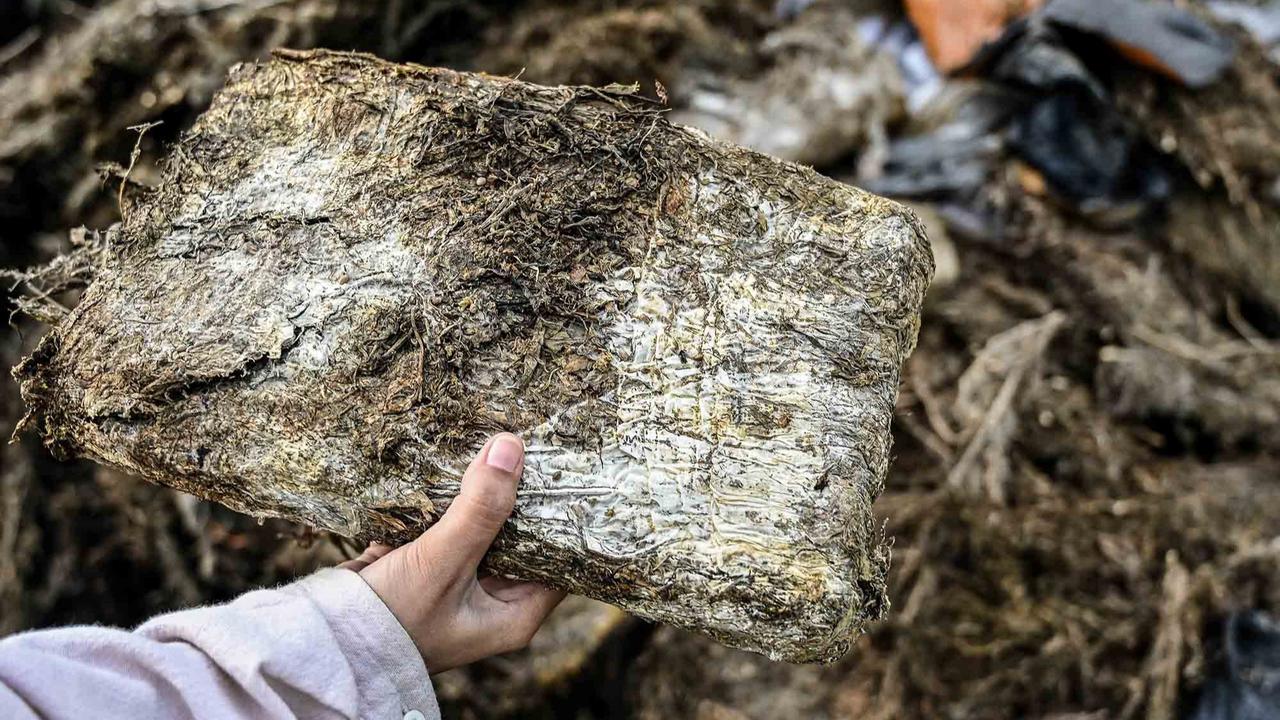 FOTO: Polda Aceh Musnahkan 1,3 Ton Ganja, Hasil Operasi Tiga Bulan terakhir