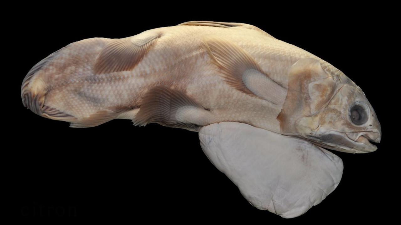 <b>Coelacanth (Latimeria chalumnae)</b>