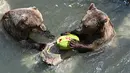 Beruang memakan semangka beku untuk mendinginkan diri saat suhu mencapai 37 derajat Celcius di kebun binatang Bioparco di Roma, Italia pada 16 Agustus 2021. (Andreas SOLARO / AFP)