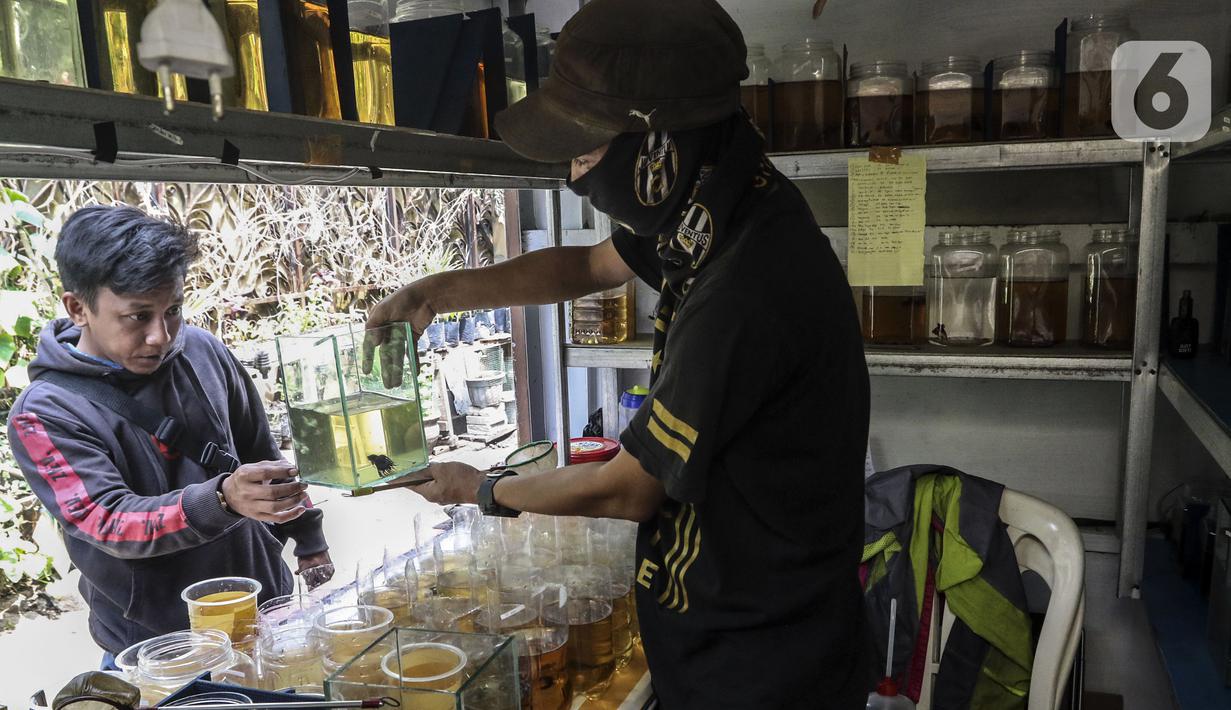 Pekerja menunjukkan ikan cupang hias di Galeri Simprug Betta Fish, Jakarta, Jumat (7/8/2020). Ikan cupang hias yang dipasarkan melalui platform digital tersebut bahkan belum bisa memenuhi permintaan pasar ekspor untuk Asia dan Eropa. (Liputan6.com/Johan Tallo)