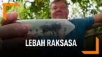 Lebah Terbesar Ditemukan di Indonesia