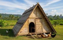 7 Model Kandang Ayam dengan Modal di Bawah Rp500.000, Bisa Jaga Ketahanan Pangan Keluaga