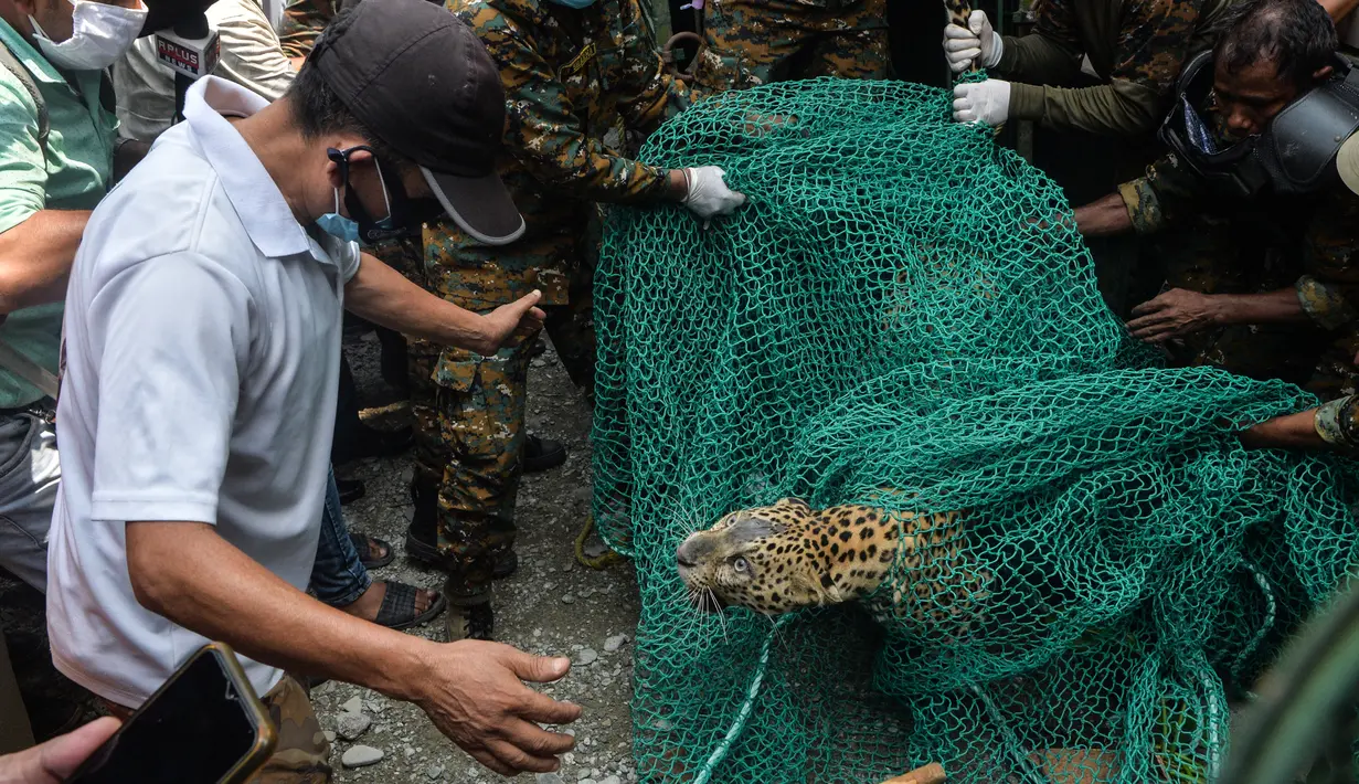 Penjaga hutan menangkap macan tutul liar di daerah permukiman di desa Samarnagar di pinggiran Siliguri, negara bagian Bengal Barat, India pada Senin (17/5/2021). Macan tutul liar itu diduga tersesat hingga masuk ke pemukiman penduduk. (Photo by DIPTENDU DUTTA / AFP)