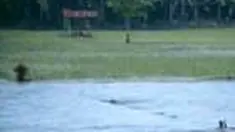 Puluhan hektare sawah di daerah Ciamis, Jawa Barat, terendam banjir. Bahkan areal persawahan terlihat seperti danau. 