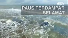 Paus bungkuk tersebut sempat berada dalam keadaan bahaya lebih dari 24 jam lamanya.