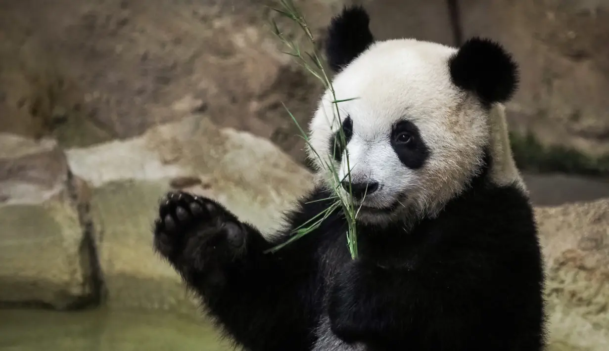 Anak panda, Yuan Meng bermain dengan bambu di kandangnya di Zoo de Beauval. Prancis pada 26 Agustus 2019. Ibu Yuan Meng dan bapaknya, Yuan Zi, merupakan pinjaman dari China yang bertujuan menekankan hubungan yang baik dengan Prancis. (GUILLAUME SOUVANT / AFP)