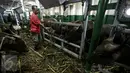 Petugas memeriksa kondisi sapi yang baru saja tiba di Pelabuhan Tanjung Priok, Jakarta, Selasa (9/2). 500 ekor sapi yang didatangkan oleh Kementan RI tersebut terdiri dari 300 ekor sapi Bali dan 200 ekor sapi Sumba Ongole. (Liputan6.com/Faizal Fanani)