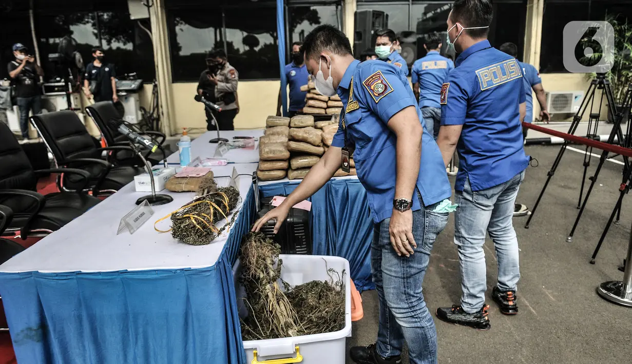 Petugas Satres Narkoba Polres Metro Jakarta Barat menata barang bukti saat rilis pengungkapan ladang ganja, Selasa (9/3/2021). Satnarkoba Polres Jakbar menemukan ladang ganja seluas 12 hektare yang diperkirakan menghasilkan 144 ton ganja di Sumatera Utara. (merdeka.com/Iqbal S Nugroho)