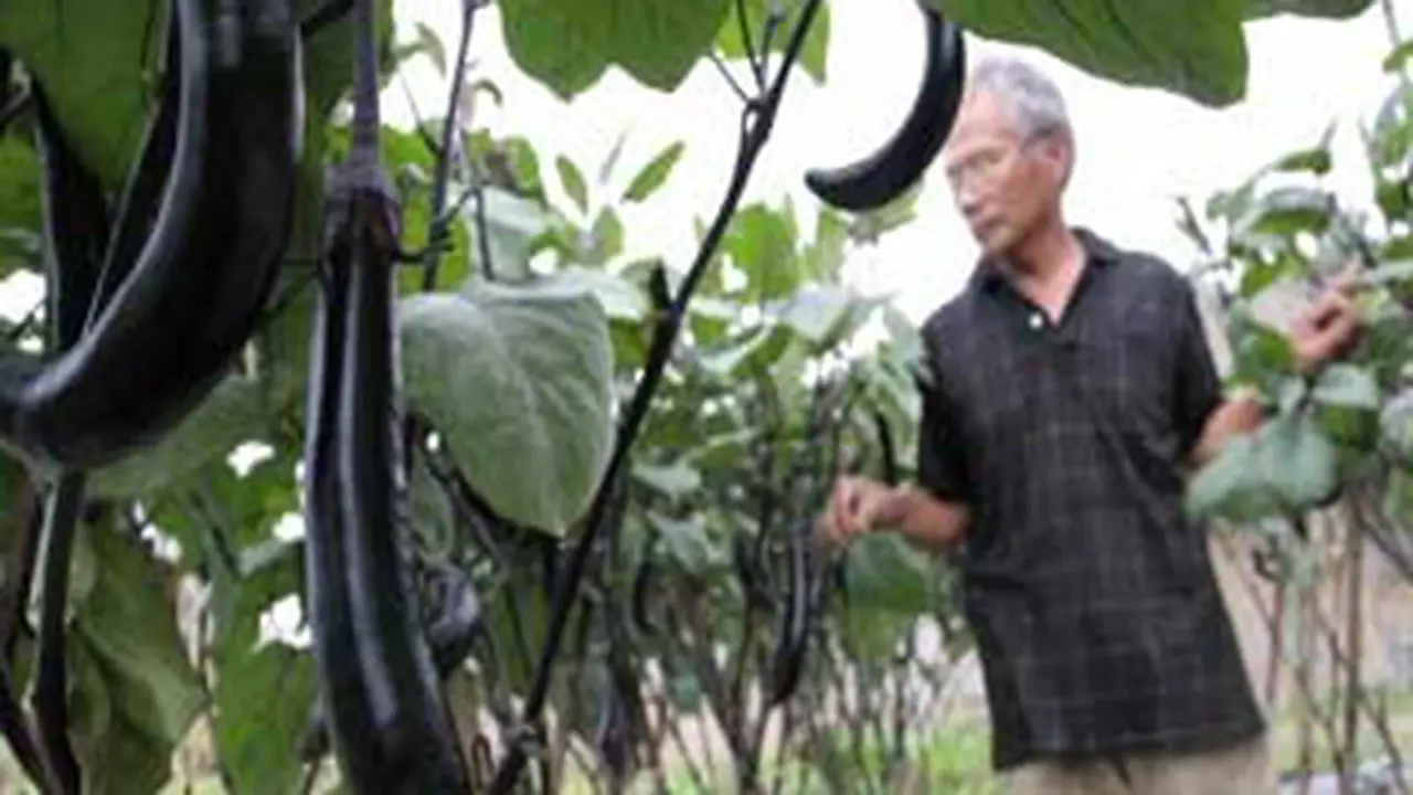 Kebun Terong