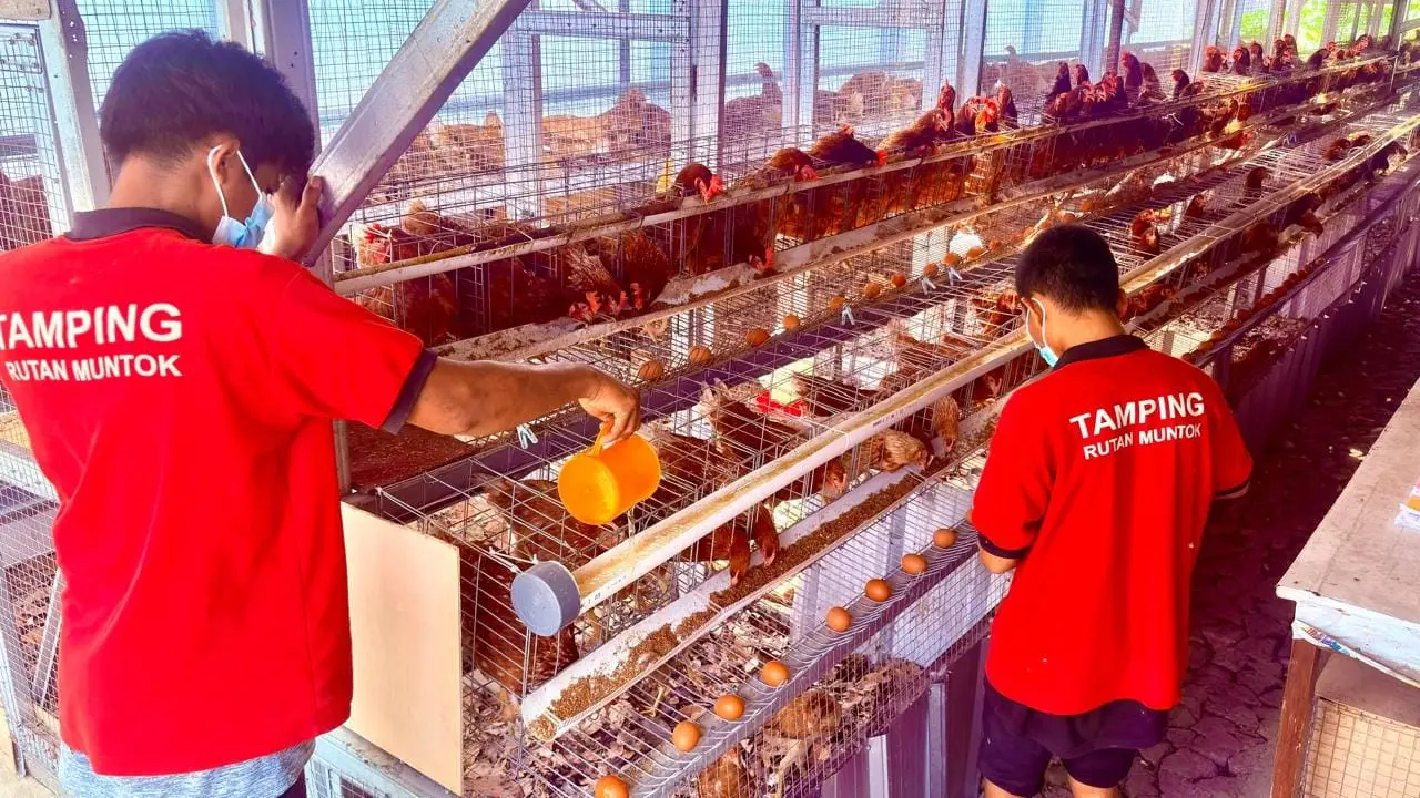 Rumah Tahanan Negara (Rutan) Kelas IIB Muntok mengoptimalkan pemanfaatan lahan tak terpakai di area dalam rutan menjadi kawasan peternakan ayam petelur produktif (Istimewa)