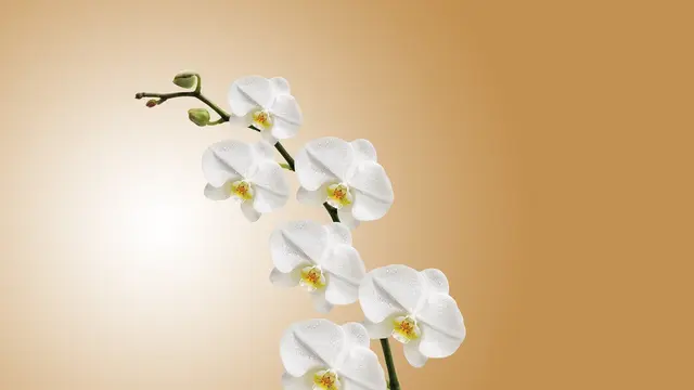 ilustrasi jenis bunga untuk bahan kecantikan/pixabay