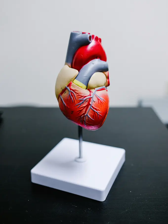 Jantung manusia