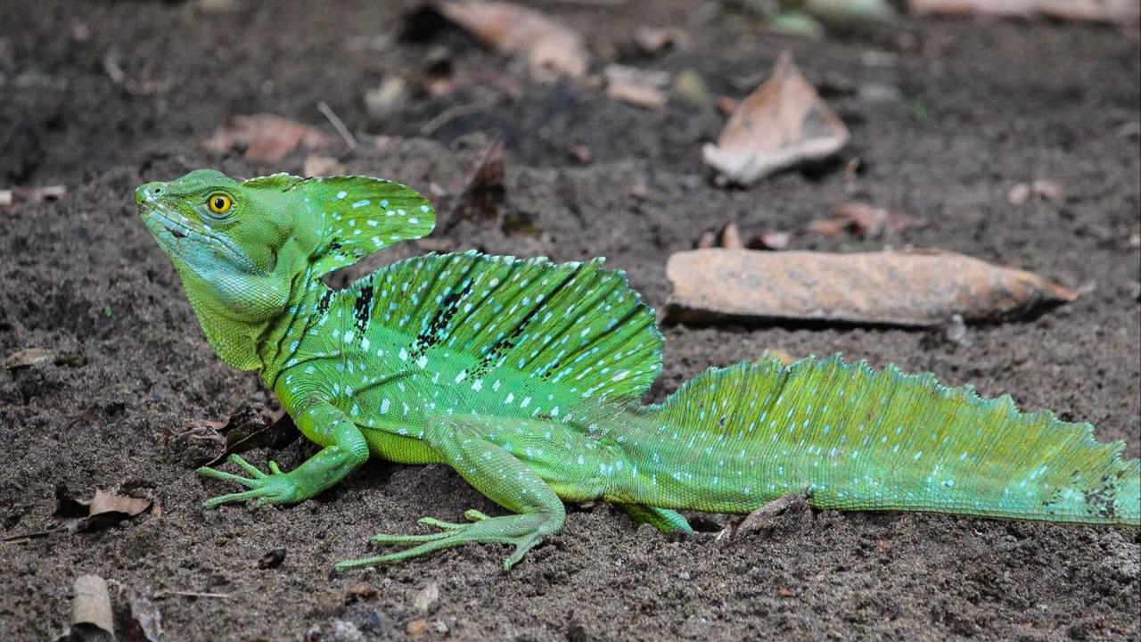 3. Panjang Kadal Basilisk 75% Didapatkan dari Ukuran Ekornya<br>