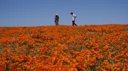 Setiap musim semi, perbukitan gurun California bermekaran dengan bunga-bunga liar yang bermekaran. (AP Photo/Marcio Jose Sanchez)