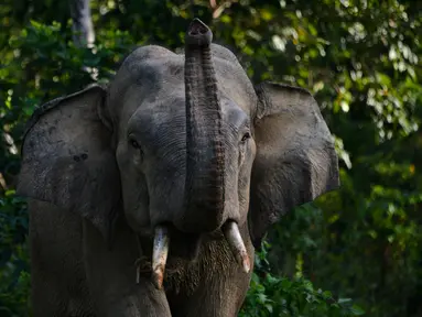 Gambar pada 27 Juli 2019 menunjukkan seekor gajah Sumatra jantan terlihat di dekat Unit Respons Konservasi Alue Kuyun di Meulaboh, Aceh. Gajah Sumatra termasuk salah satu spesies yang terancam punah dan diperkirakan hanya tersisa sekitar 500 ekor di Aceh. (CHAIDEER MAHYUDDIN/AFP)