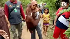 Perpisahan satu individu orangutan dengan sang pemilik yang berlangsung dramatis.