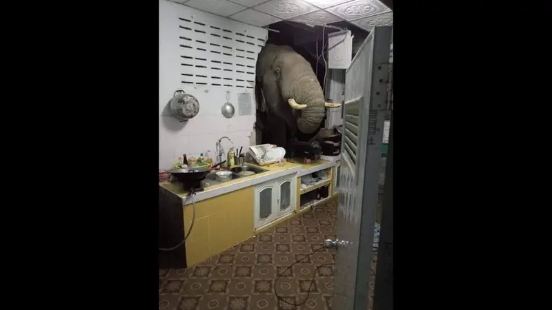 Gajah dobrak dinding dapur