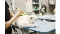 Kucing sedang di-grooming (Sumber:freepik.com)