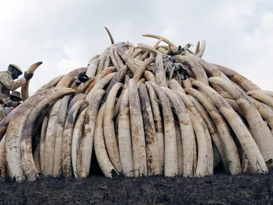 Sejumlah gading gajah hasil sitaan diletakkan untuk dibakar di Nairobi National Park, Kenya, (20/4). Sebanyak 105 ton gading gajah berhasil diamankan petugas Kenya Wildlife Service (KWS). (REUTERS / Thomas Mukoya) 
