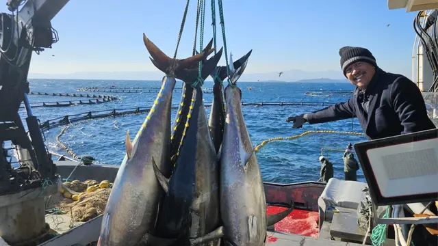 Ikan Tuna