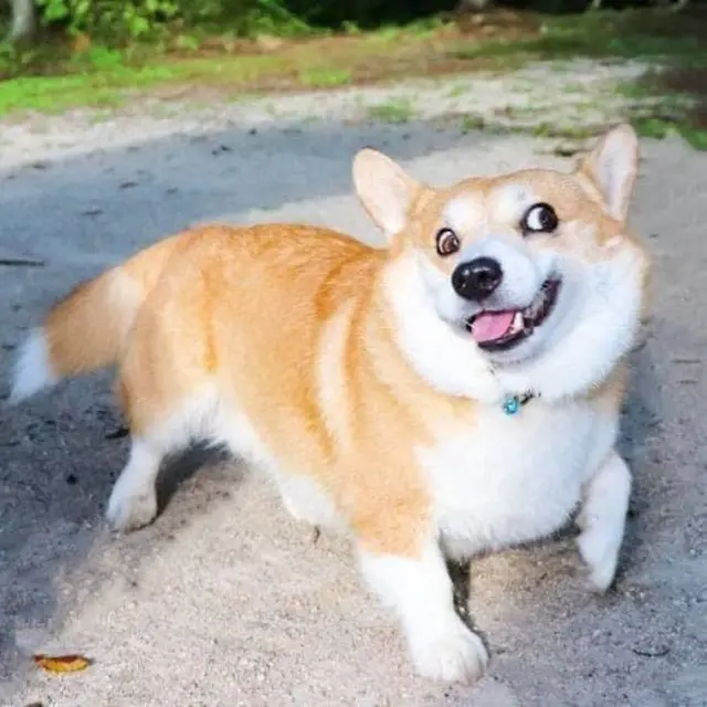 Perkenalkan Gen, Anjing Corgi Lucu Paling Ekspresif dari Jepang